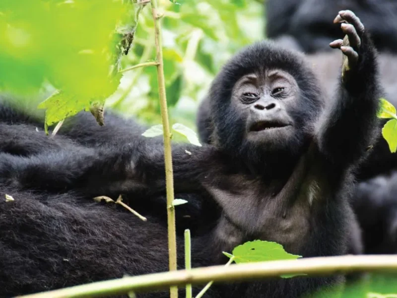 gorilla trekking in Uganda 9 Days Uganda Rwanda Safari