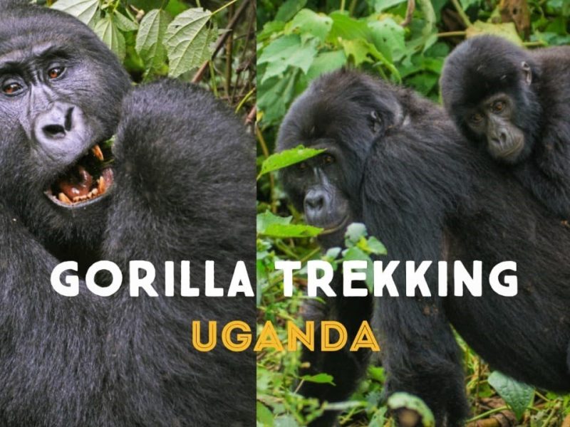 gorilla trekking Gorillas and Chimps Trekking Safari