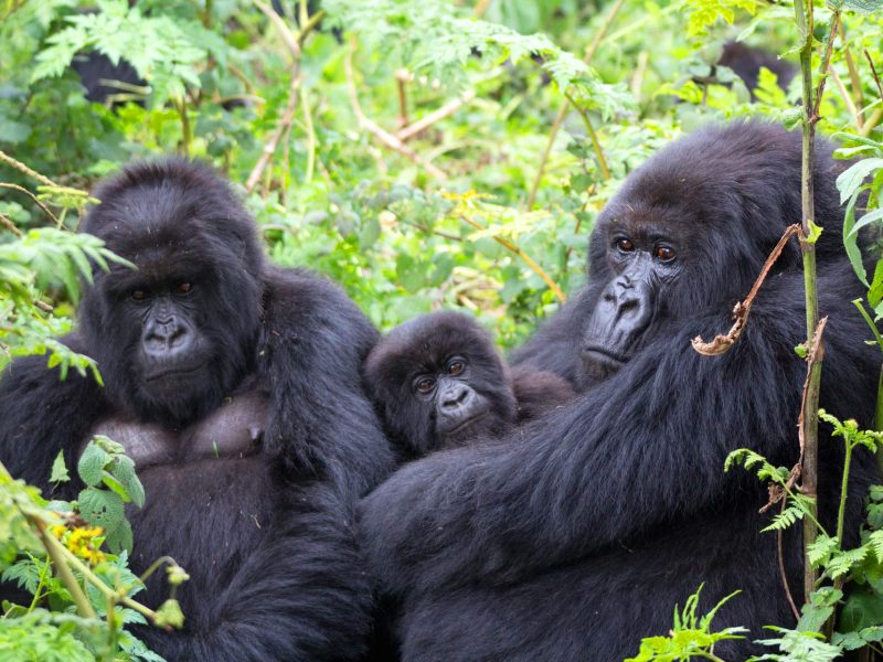 10 Days Rwanda Uganda Safaris