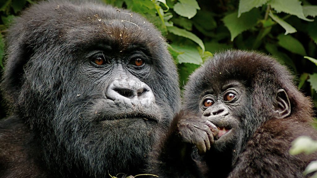 7 days Mgahinga & Bwindi gorilla