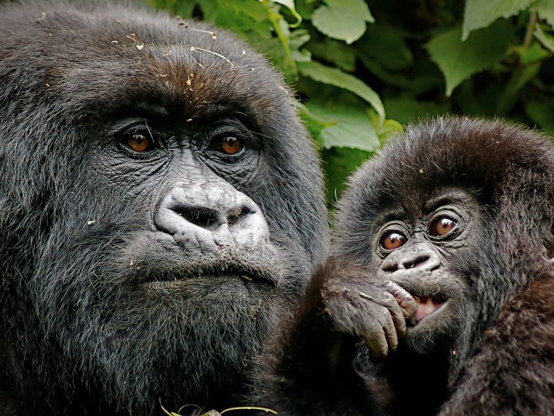 Bwindi Impenetrable National Park Gorilla Habituation Experience