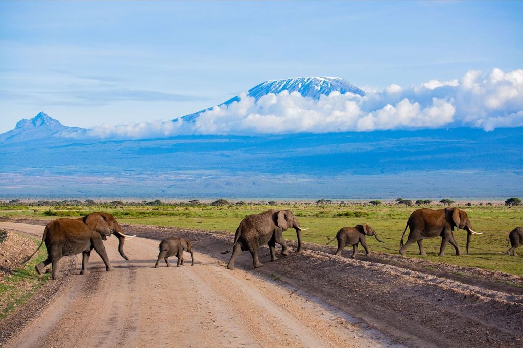 How to Book a Safari in Tanzania