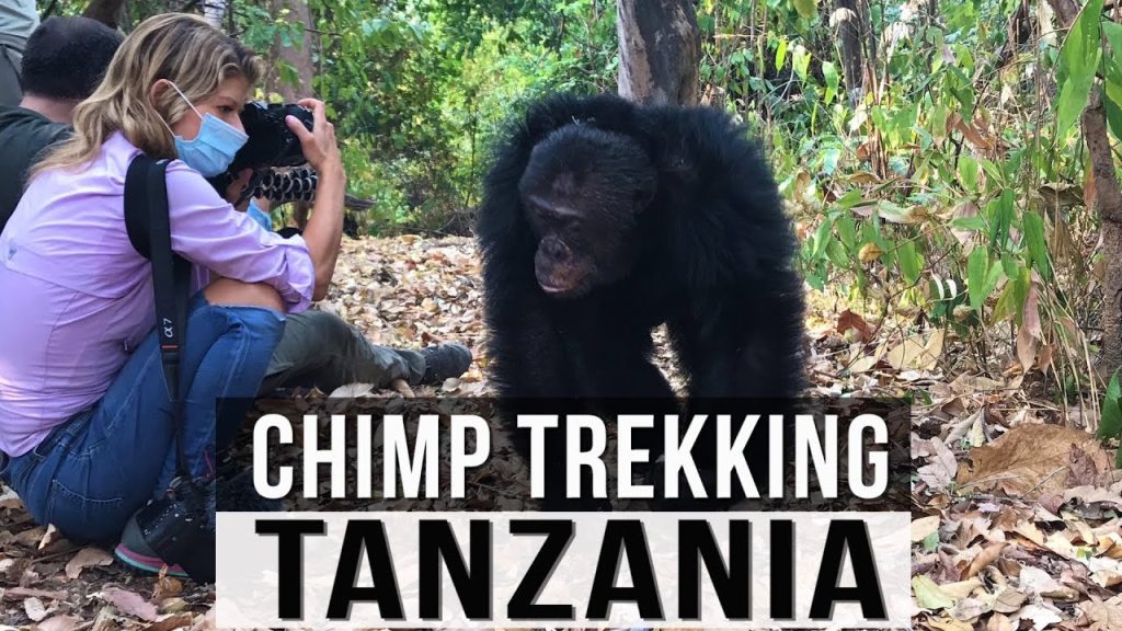 Chimpanzee Trekking in Tanzania