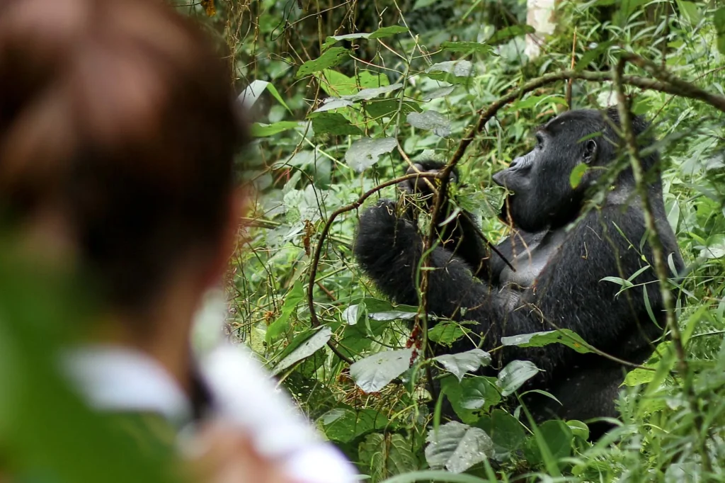 What is the Minimum Age for Gorilla Trekking?
