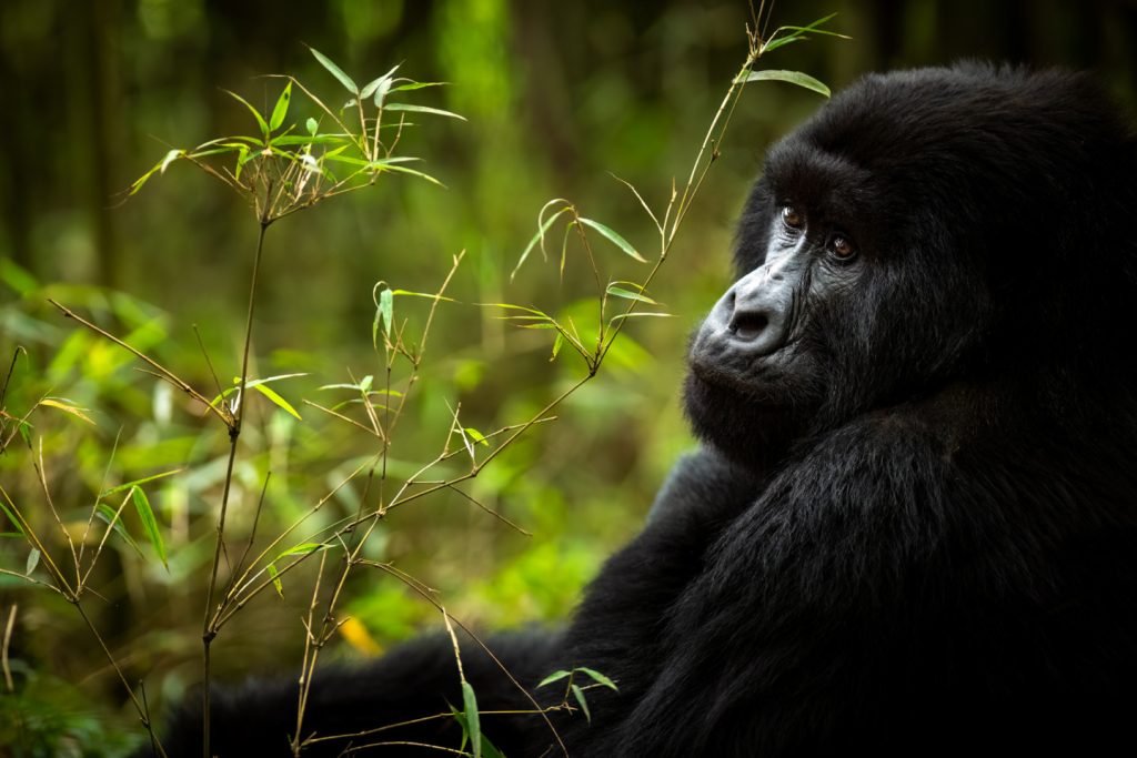 What is the Gorilla Trekking Tour Experience in DR Congo Like?