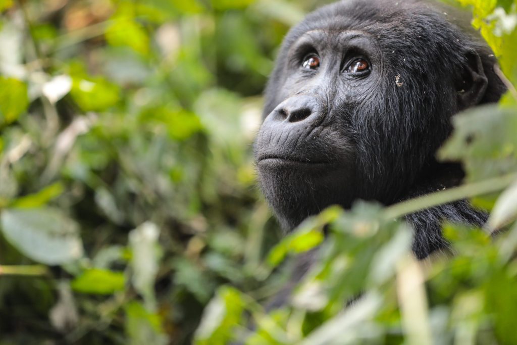 Gorilla Trekking Uganda vs. Rwanda