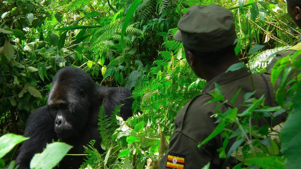 Photographic Safaris in Uganda