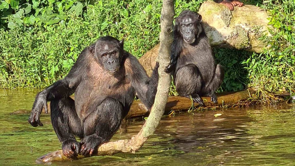 7 Days Rwanda & Uganda Primate Safari