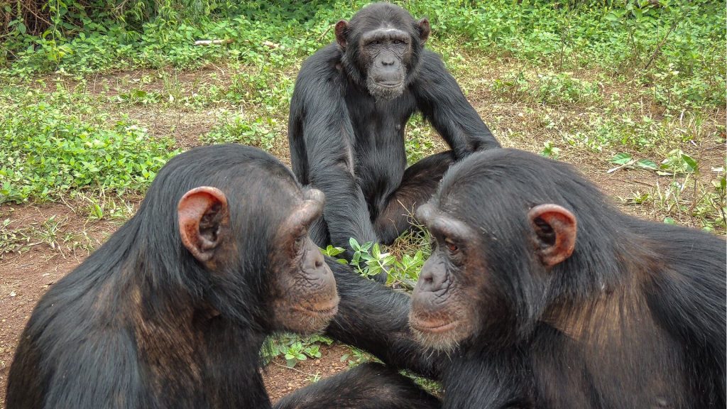 Gombe Stream National Park
