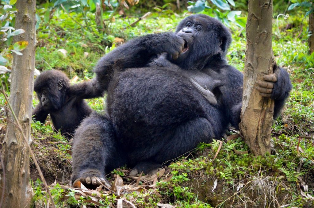Hiking Trails in Bwindi
