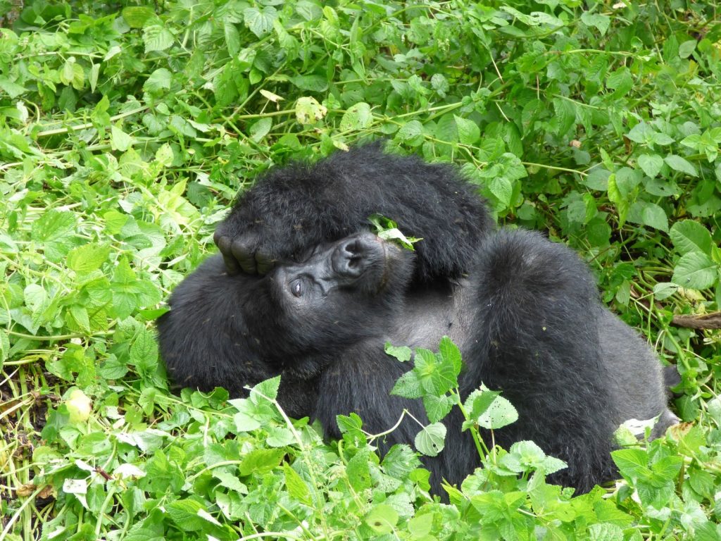 Uganda Gorilla Trekking from China and Flights