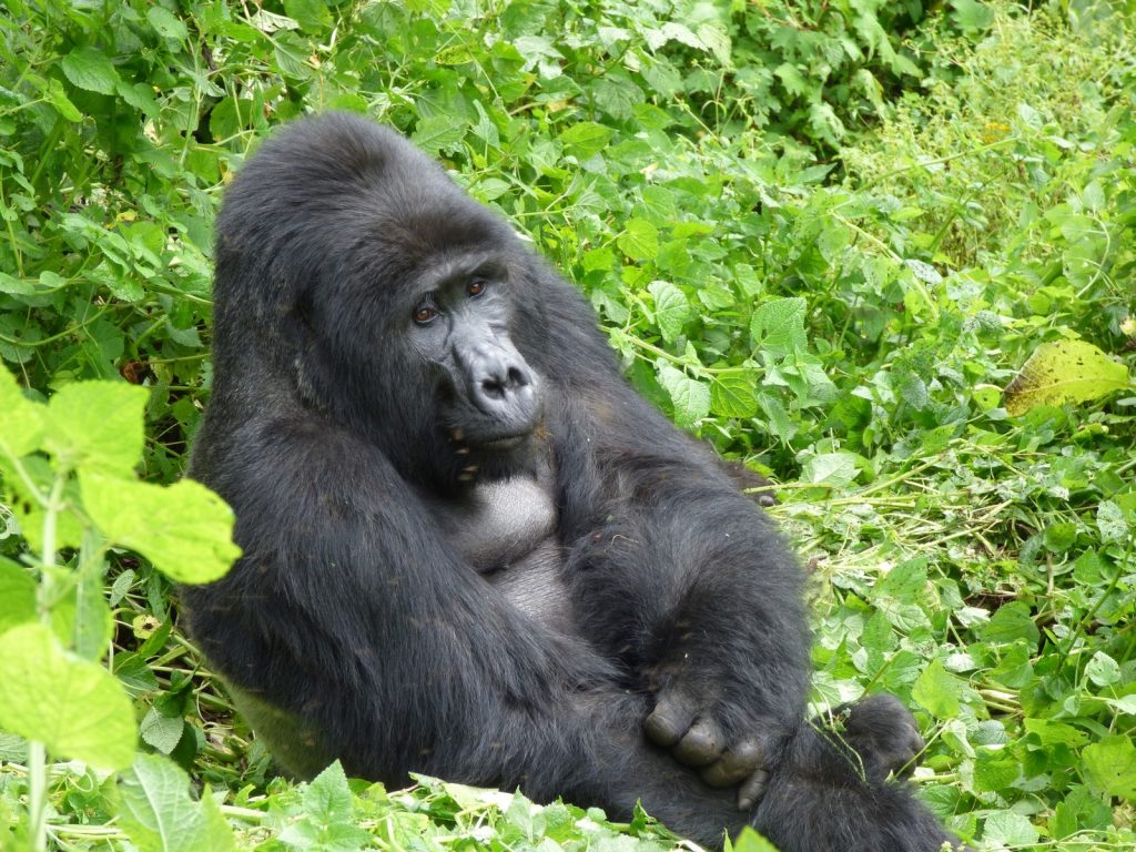 How Safe is Gorilla Trekking in Uganda and Rwanda?