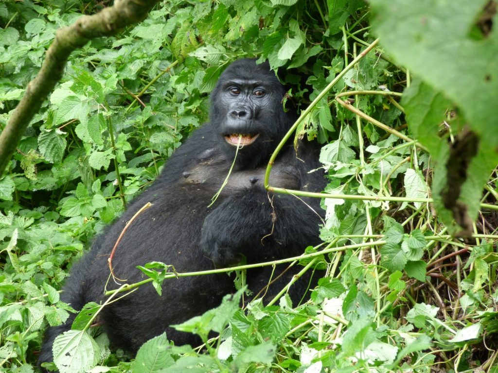 Gorilla Safari