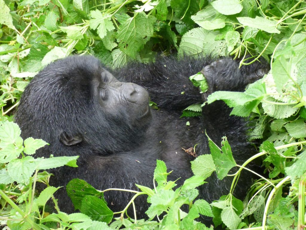 Rwanda Safari Car Hire