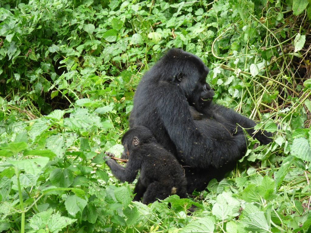 Is Rwanda Safe for Travel