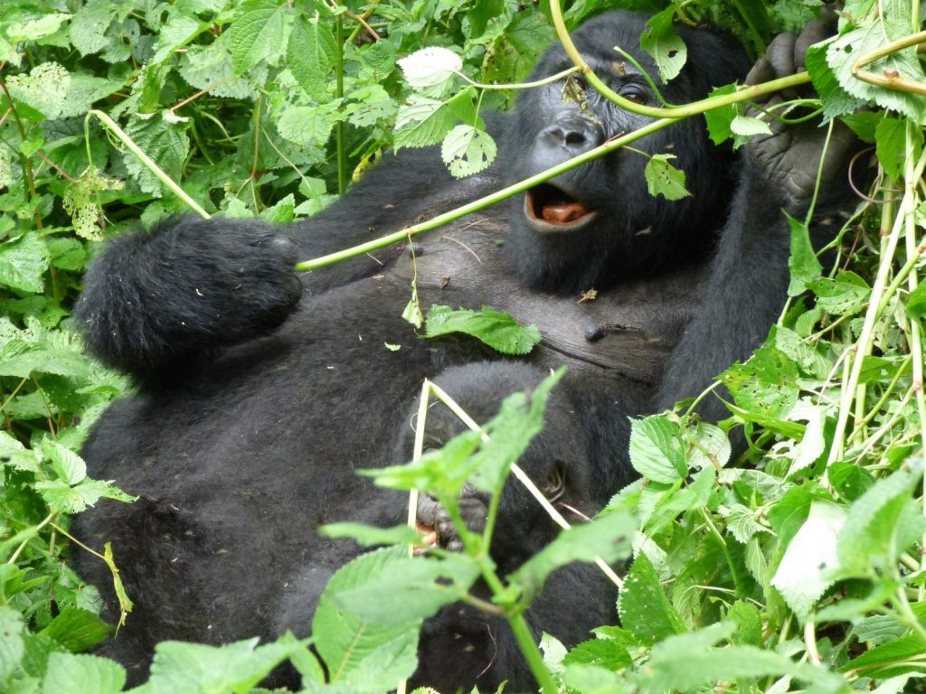How Many National Parks Are in Western Uganda?