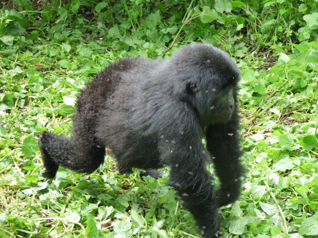 Is it possible to combine Serengeti and Gorilla Trekking in Uganda?