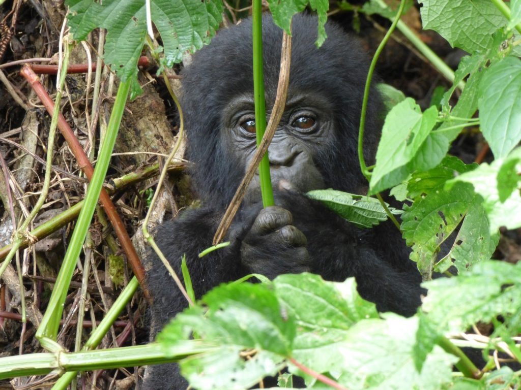 Where Is the Cheapest Place to See Gorillas in the Wild?