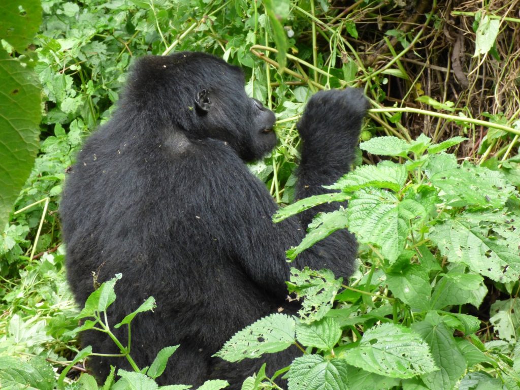 gorilla families of Volcanoes