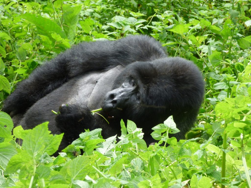 Virunga National Park Congo