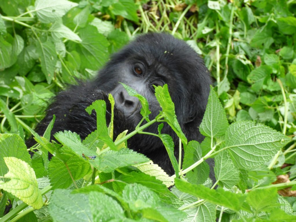 5 Days Uganda Primates Tour from Kigali City