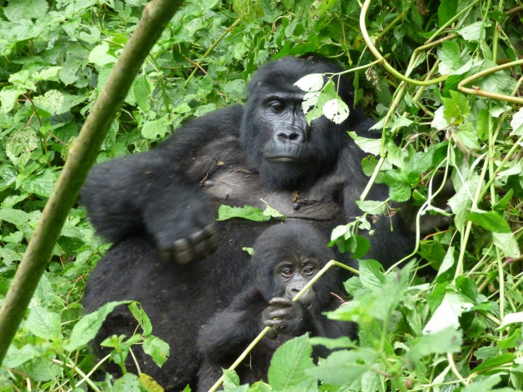 6-day Uganda Primates Experiential Safari 