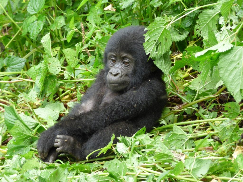Virunga National Park Congo