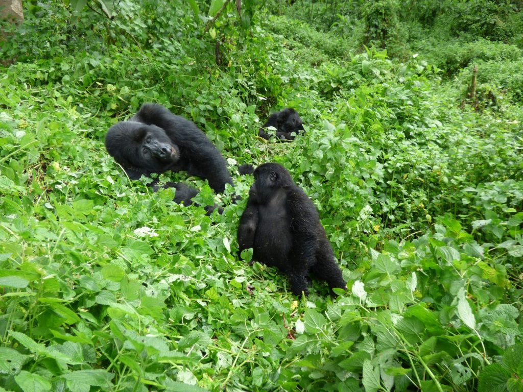 Mgahinga Gorilla National Park