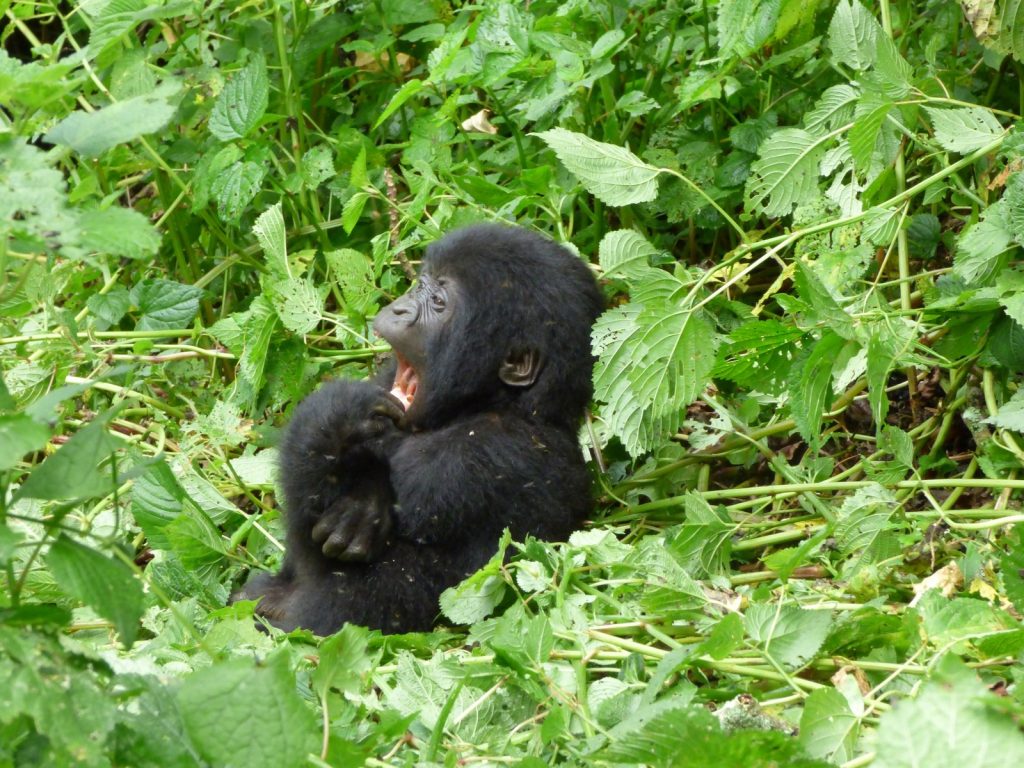 5 Top Activities in Volcanoes National Park