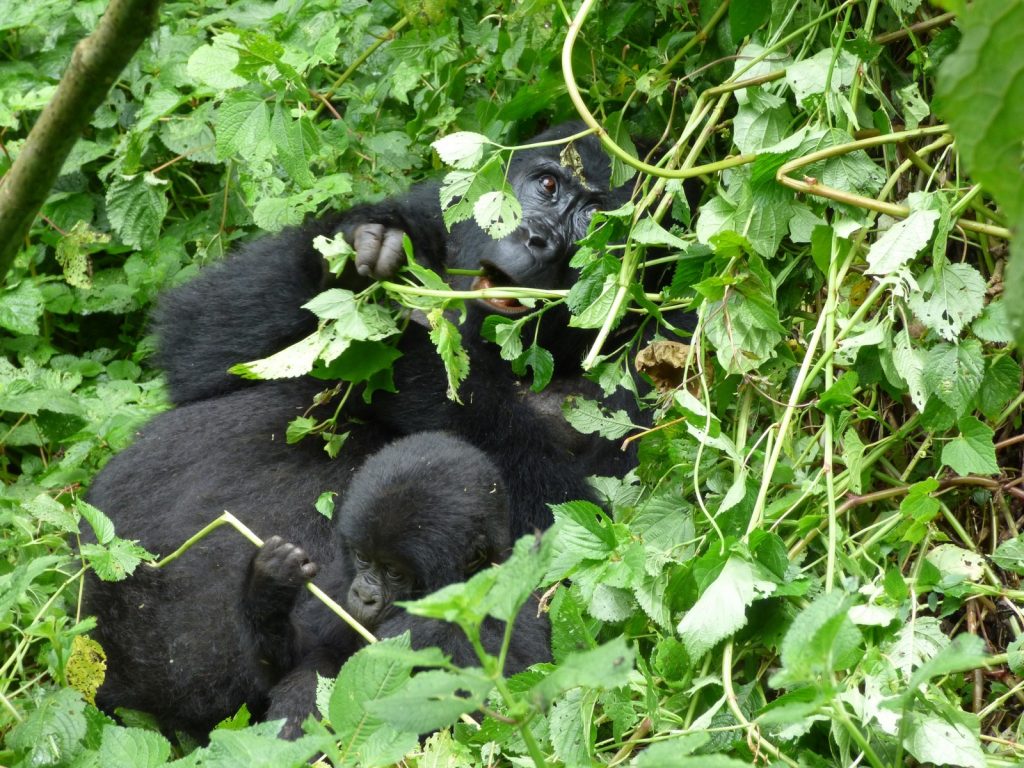 Rwanda Safari Bucket List