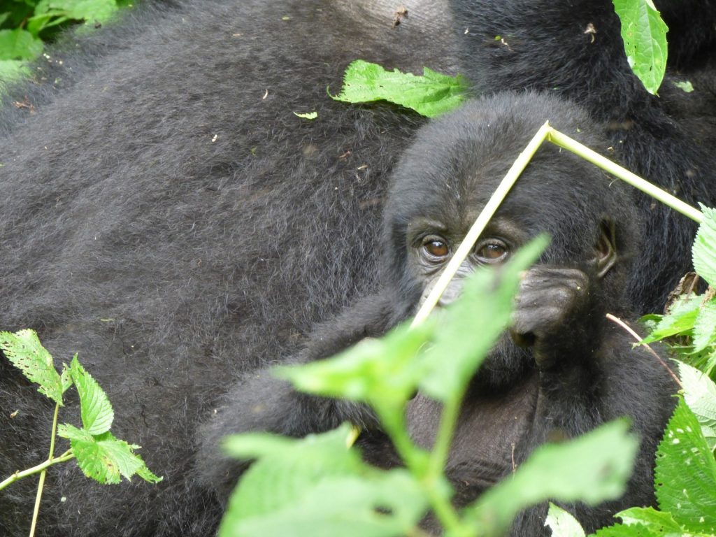 Exploring Rwanda Thrilling Wildlife
