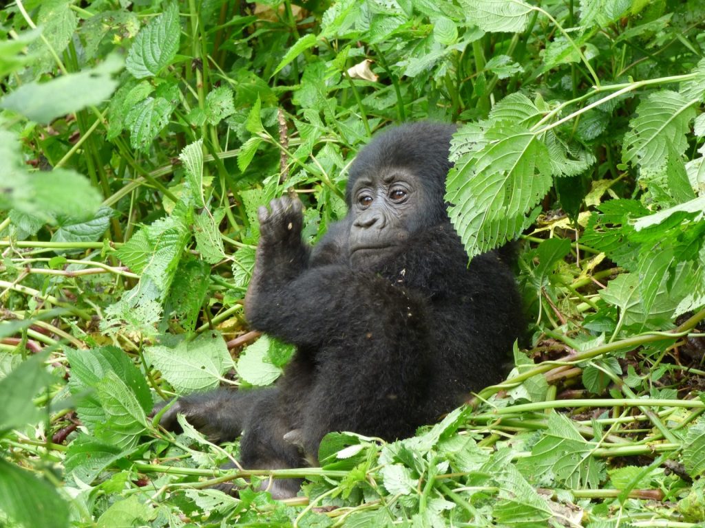 What Makes Rwanda an Ideal Safari Destination?