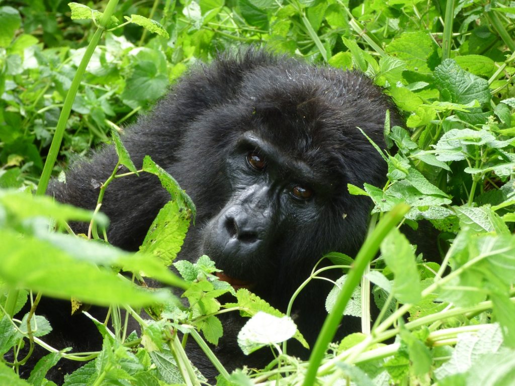 Reasons to Visit Volcanoes