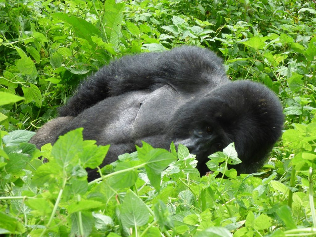 Gorilla Trekking Tours in Uganda vs. Rwanda