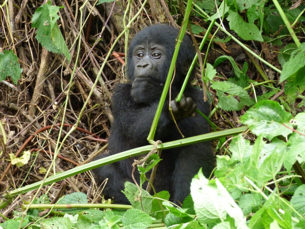 Pros And Cons of Exploring Rwanda in The High Season