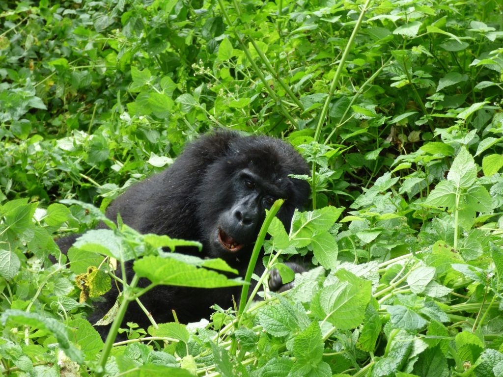 What Are the Top DR Congo Safari Destinations?
