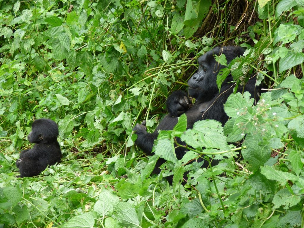 2025 Gorilla Tracking Permits for Uganda