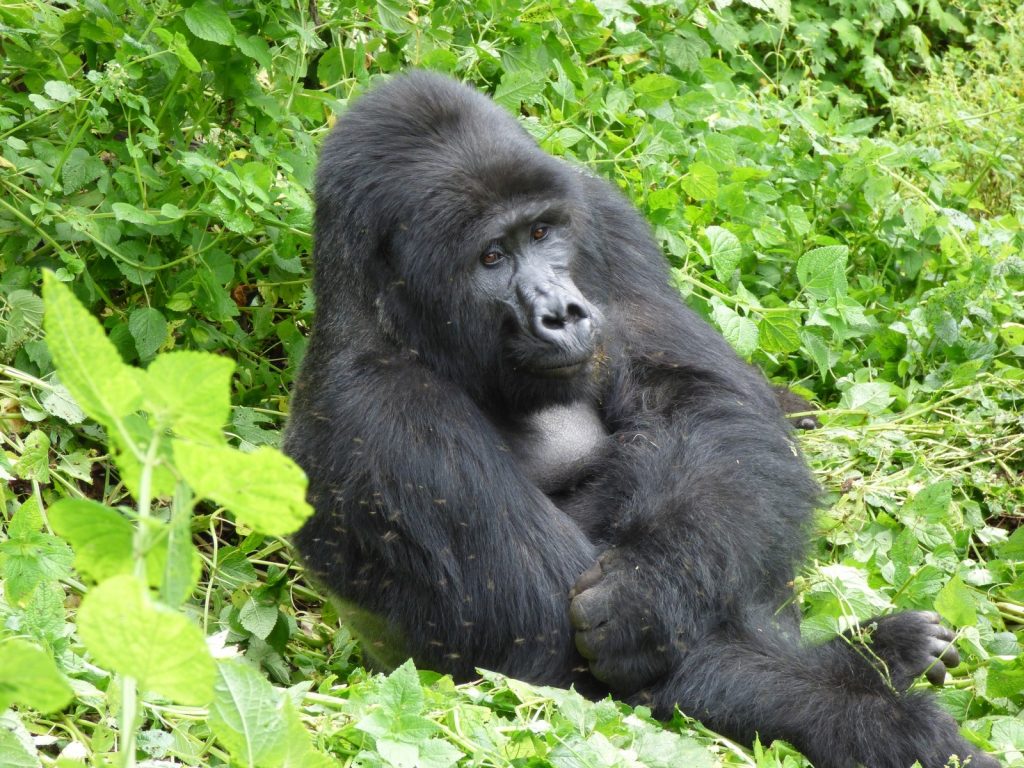 Uganda Gorilla Trekking from Thailand and Flights