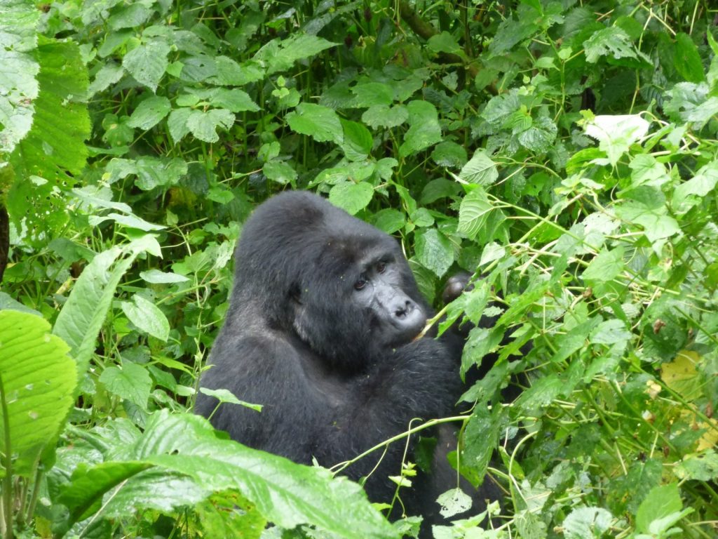 10 Activities Tourists Can Do in Rwanda