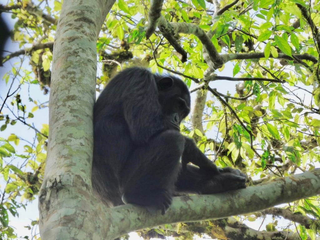 9 Days Uganda Rwanda Safari