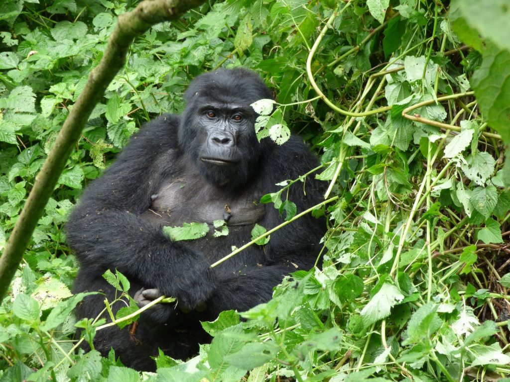 Gorilla Families in Volcanoes