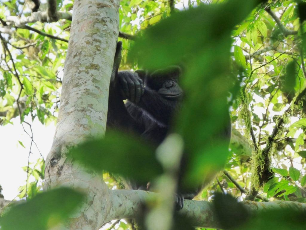 Weather in Bwindi Impenetrable Forest