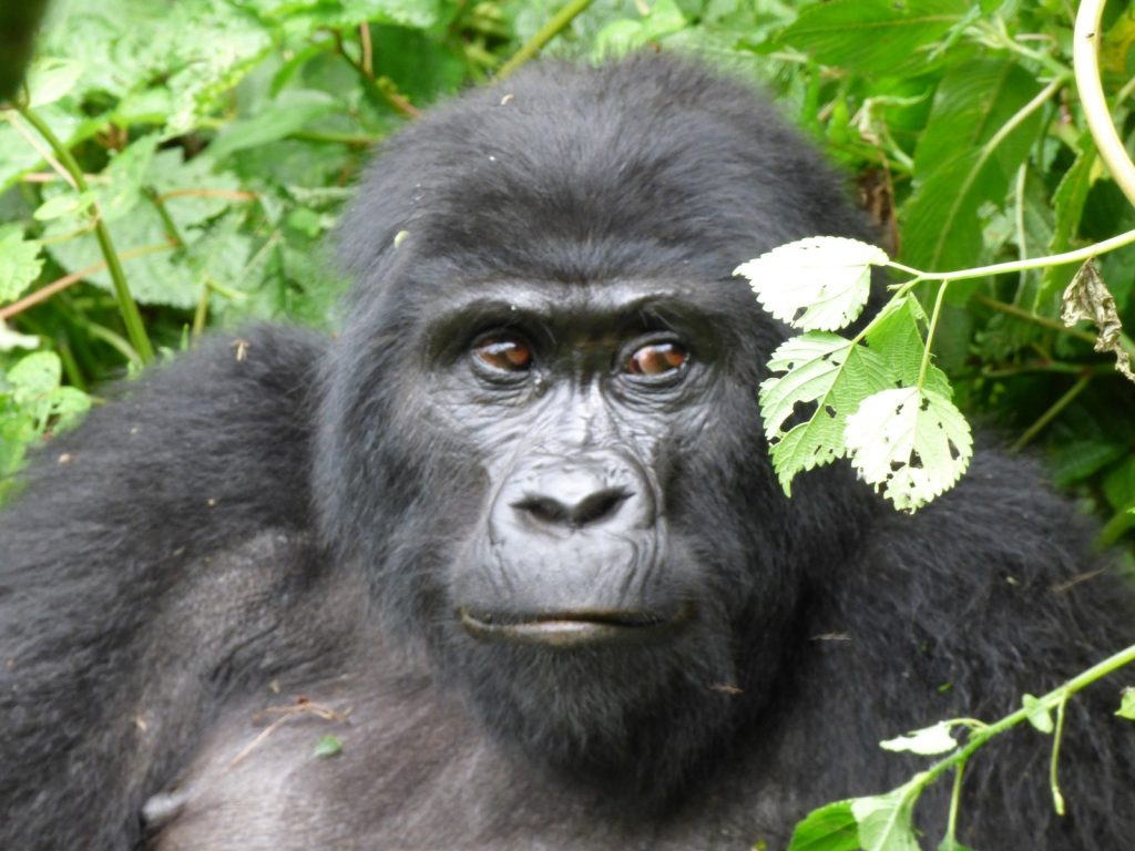 Gorilla Trekking in Volcanoes National Park