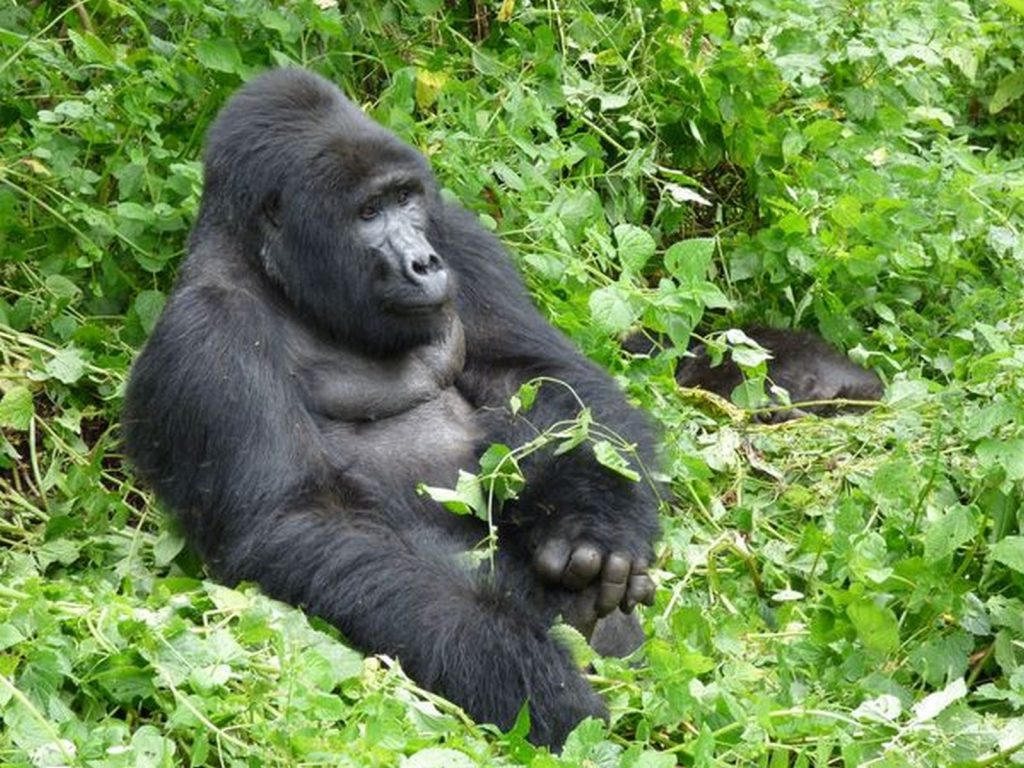 What Do Gorillas Eat?