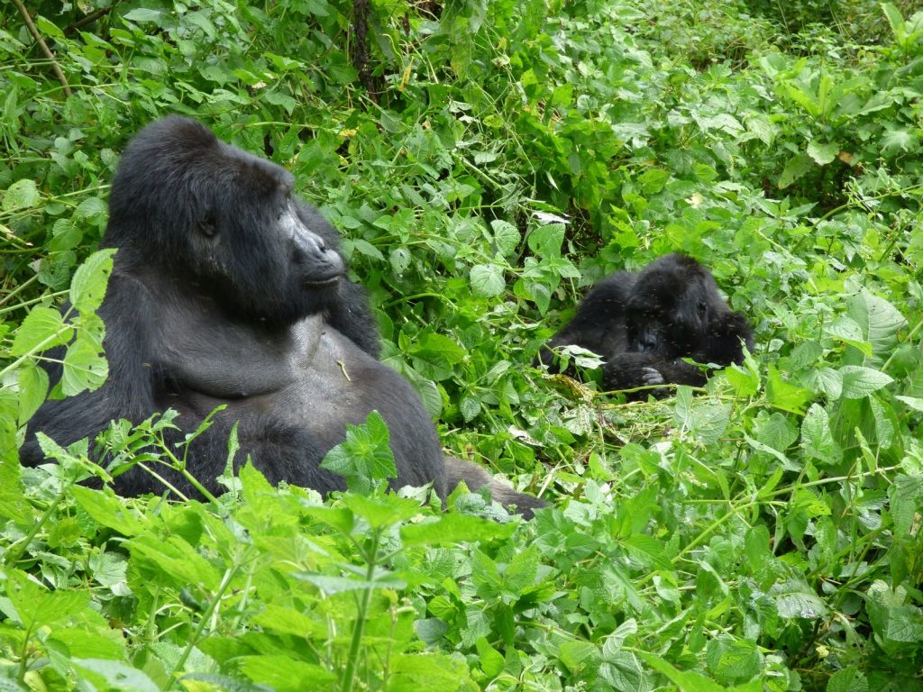 How Do I Book Gorilla Trekking?