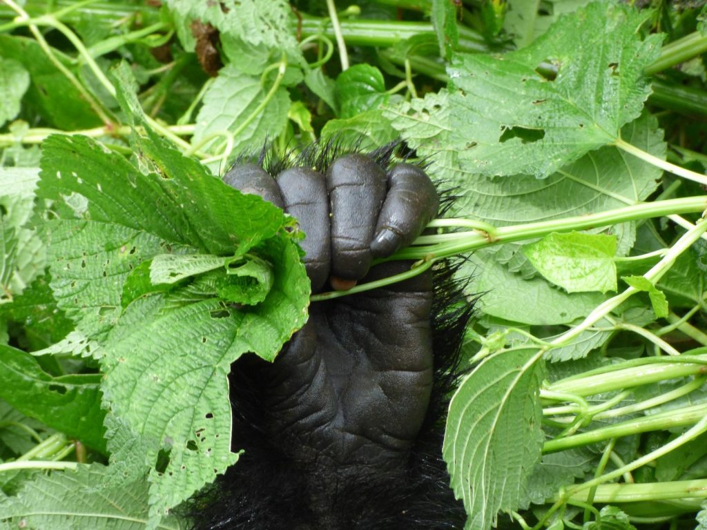 Reasons to Visit Volcanoes National Park