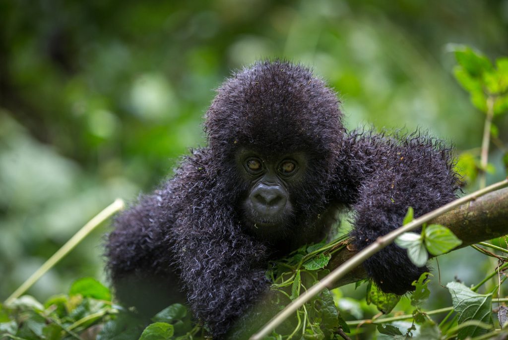 Gorilla Trekking in Congo.