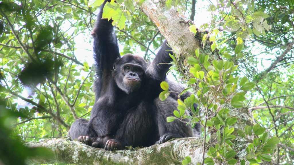 Tracking Chimpanzees 