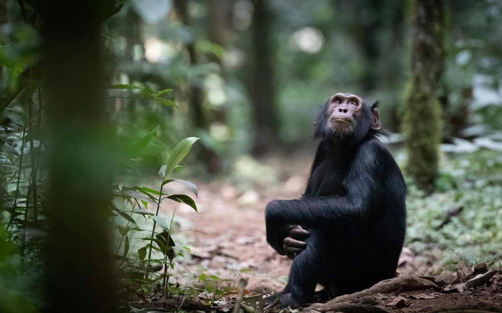 About Chimpanzees