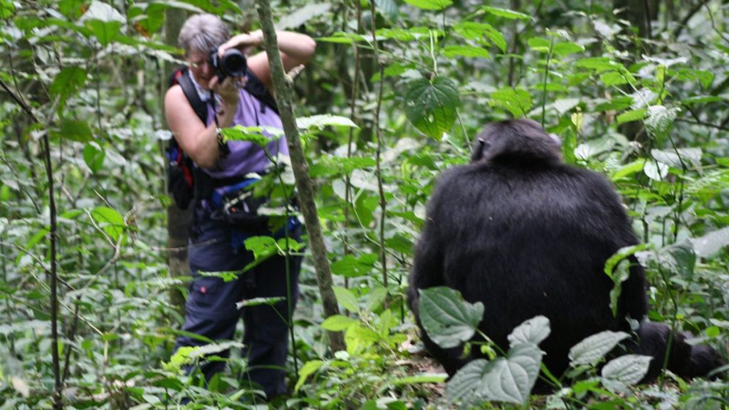 Tracking Chimpanzees